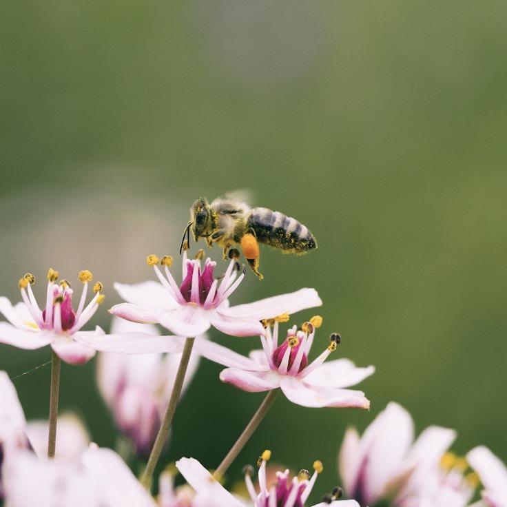 Highland wilderness panorama